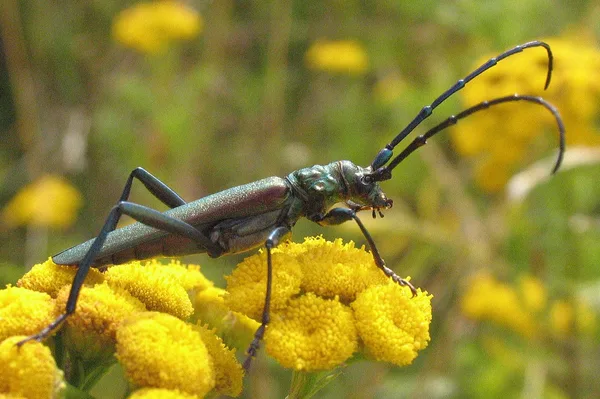 Moschusbock (Aromia moschata) – Gesehen am Deich im August auf Rainfarn