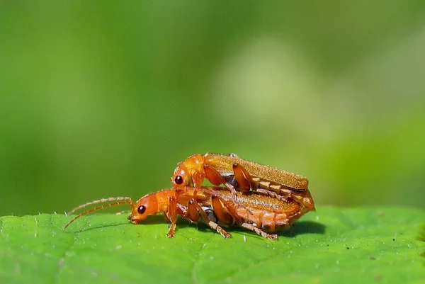 Roter Weichkäfer (Rhagonychya fulva) – Gesehen in der Plantage im Juni