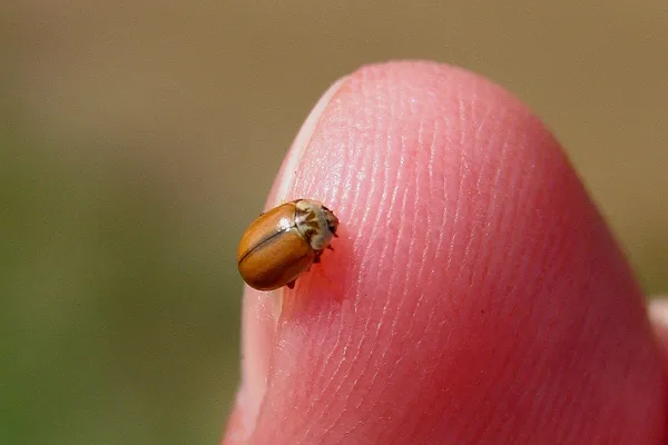 Marienkäfer (Aphidecta obliterata) – Gesehen in der Plantage im Juli