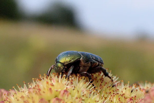 Rosenkäfer (Protaetia cuprea) – Gesehen am Deich im August auf Echtem Johanniskraut