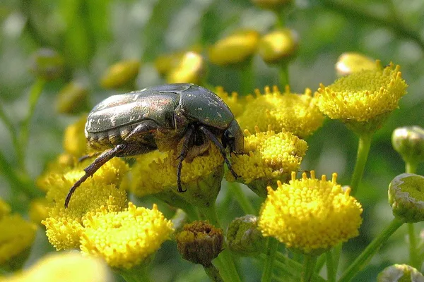 Rosenkäfer (Protaetia cuprea) – Gesehen am Deich im August auf Rainfarn