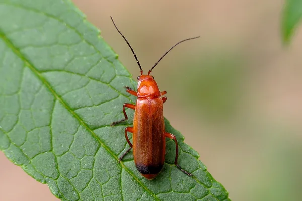 Roter Weichkäfer (Rhagonychya fulva) – Gesehen in der Plantage im Juli