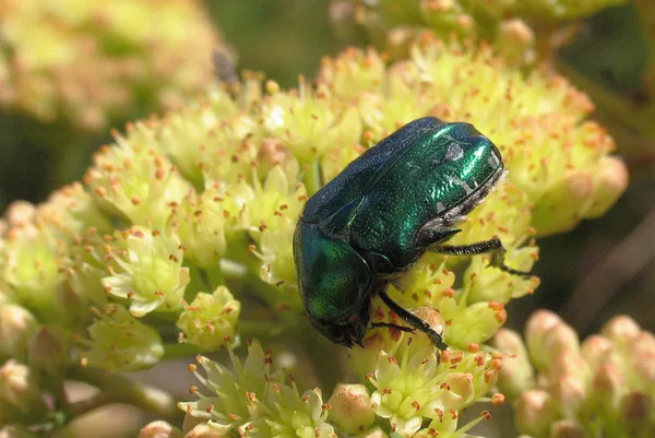 Goldglänzender Rosenkäfer (Cetonia aurata) – Gesehen am Deich im September auf Echtem Johanniskraut