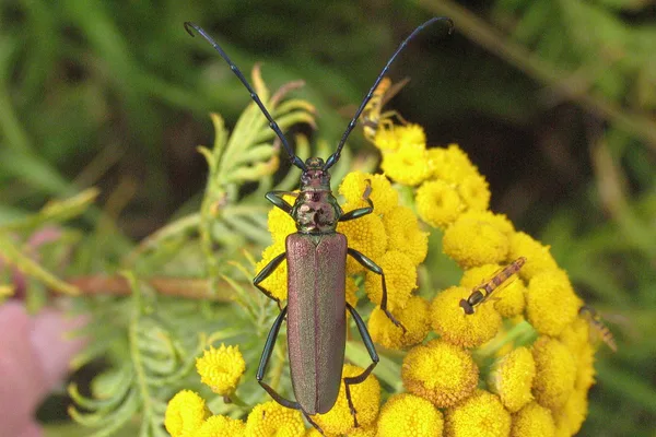 Moschusbock (Aromia moschata) – Gesehen am Deich im August auf Rainfarn