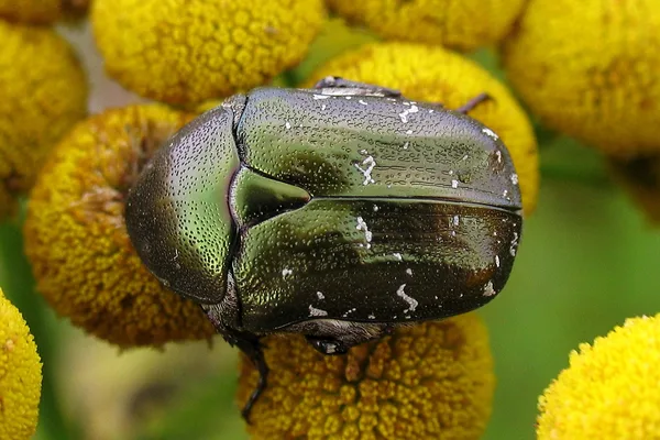 Rosenkäfer (Protaetia cuprea) – Gesehen am Deich im August auf Rainfarn