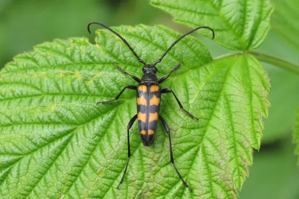 Vierbindiger Schmalbock (Leptura quadrifasciata) – Weibchen, gesehen in der Plantage im Juni