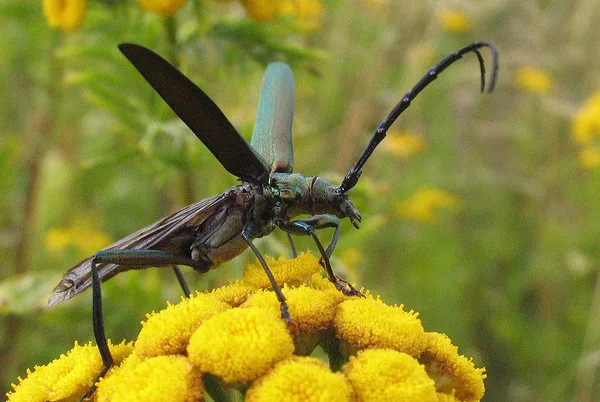 Moschusbock (Aromia moschata) – Gesehen am Deich im August auf Rainfarn