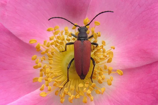 Käfer