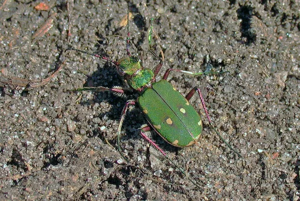 Feld-Sandlaufkäfer (Cicindela campetris) – Gesehen in der Plantage im April