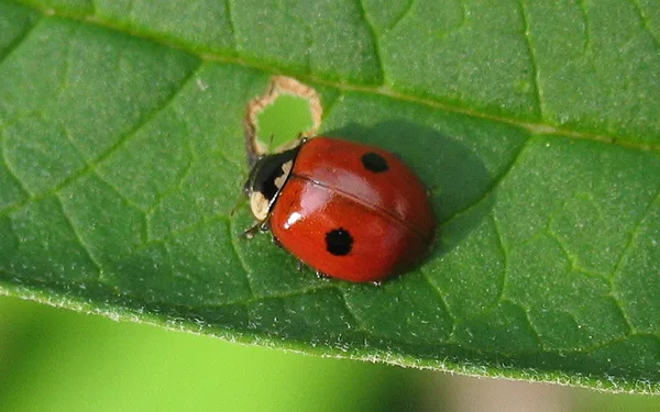 Zweipunkt-Marienkäfer (Adalia bipunctata) – Gesehen in der Plantage im August