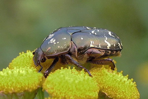 Rosenkäfer (Protaetia cuprea) – Gesehen am Deich im August auf Rainfarn