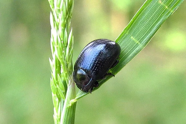 Blattkäfer (Chrysolina oricalcia) – Gesehen am Ferienhaus im Juni