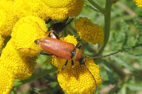 Rothalsbock (Stictoleptura rubra) – Weibchen, gesehen am Deich im August auf Rainfarn