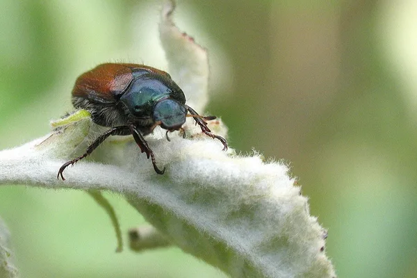 Gartenlaubkäfer (Phyllopertha horticola) – Gesehen in der Plantage im Juni auf Pappel