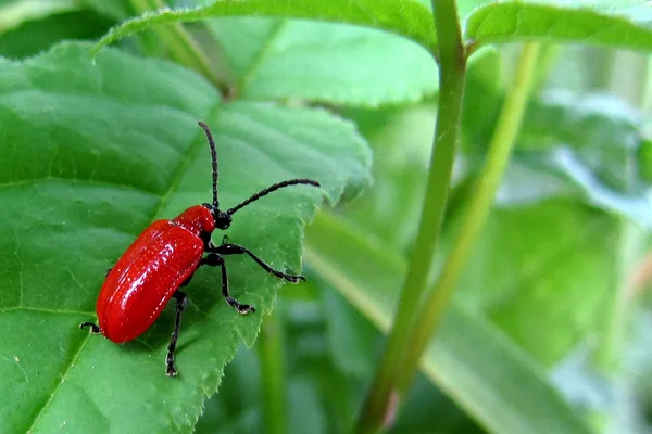 Lilienhähnchen (Lilioceris lilii) – Gesehen am Ferienhaus im Juni