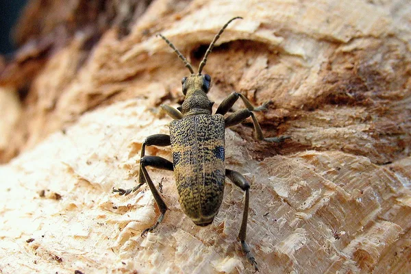Schwarzfleckiger Zangenbock (Rhagium mordax) – Gesehen am Ferienhaus im Oktober – kam beim Holzhacken aus seinem Versteck hervor