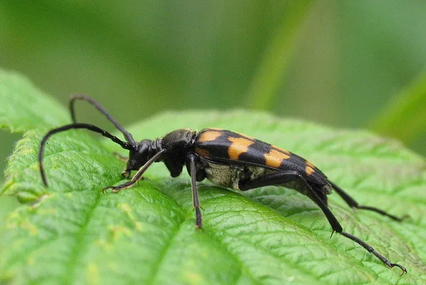 Vierbindiger Schmalbock (Leptura quadrifasciata) – Weibchen, gesehen in der Plantage im Juni