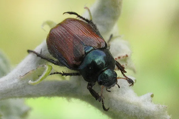 Gartenlaubkäfer (Phyllopertha horticola) – Gesehen in der Plantage im Juni auf Pappel
