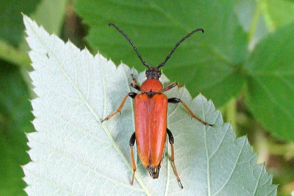 Rothalsbock (Stictoleptura rubra) – Weibchen, gesehen in der Plantage im Juli
