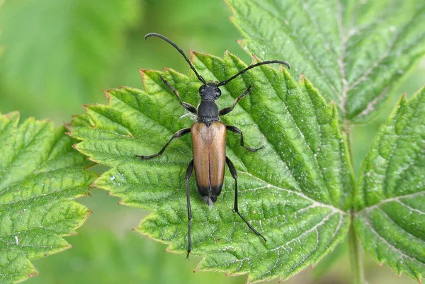 Rothalsbock (Stictoleptura rubra) – Männchen, gesehen in der Plantage im Juni