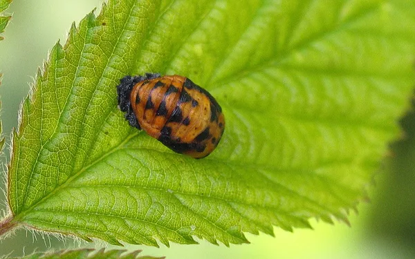 Siebenpunkt-Marienkäfer (Coccinella septempunctata) – Puppe, gesehen in der Plantage im Juni
