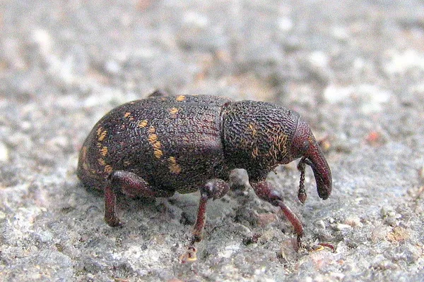 Großer Brauner Rüsselkäfer (Hylobius abietis) – Gesehen am Ferienhaus im Mai