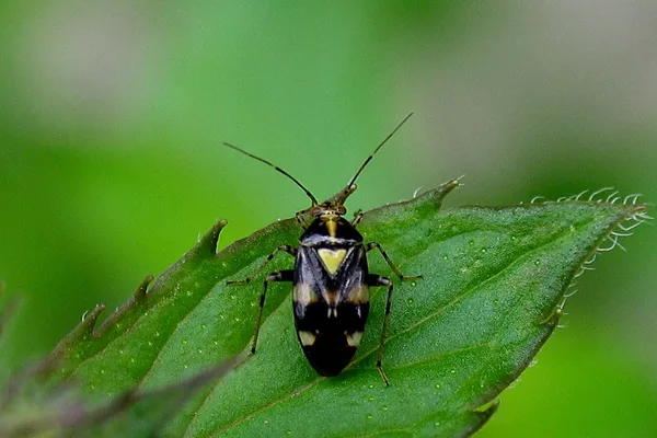 Plant bug (Liocoris tripustulatus) – Seen in the plantation in August on Nettle