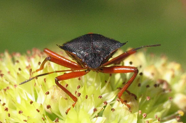 Forest Bug (Pentatoma rufipes) – Seen on the dike in September on Perforate St John's-wort