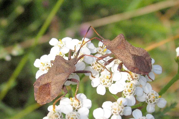 Dock Bug (Coreus marginatus) – Seen in the plantation in August on Yarrow