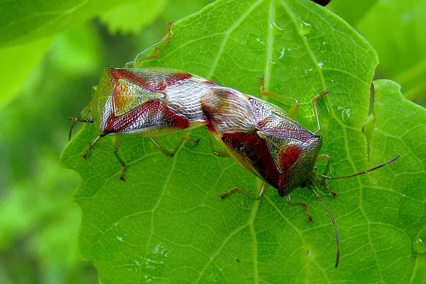Birch Shieldbug (Elasmostethus interstinctus) – Pair seen in the plantation in May