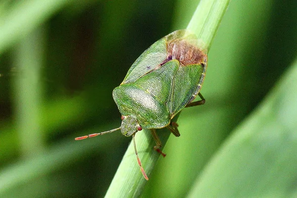 Green Shieldbug (Palomena prasina) – Seen in the plantation in June