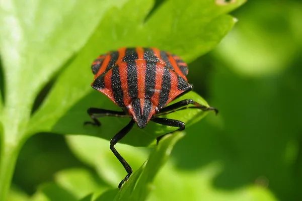 Striped Shieldbug (Graphosoma italicum) – Seen in the plantation in July
