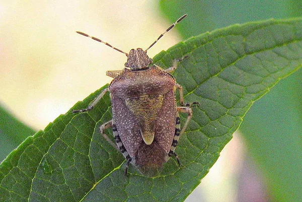 Hairy Shieldbug (Dolycoris baccarum) – Seen in the plantation in July