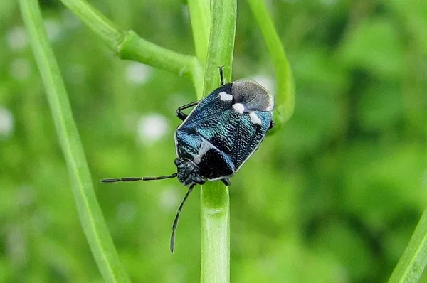 Brassica Bug (Eurydema oleracea) – Seen in the plantation in June