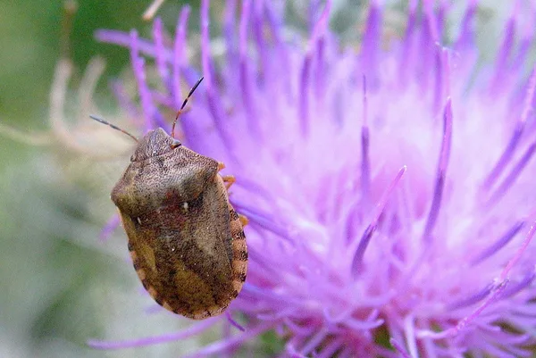 Tortoise bug (Eurygaster testudinaria) – Seen in the plantation in August on Thistle