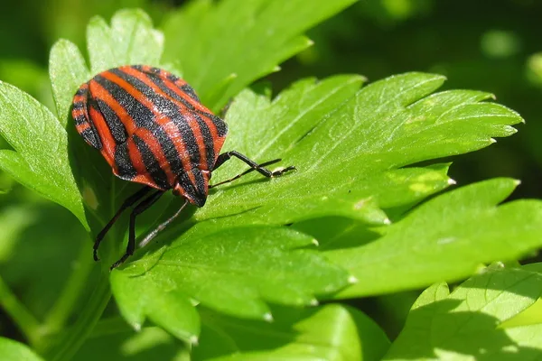 Striped Shieldbug (Graphosoma italicum) – Seen in the plantation in July