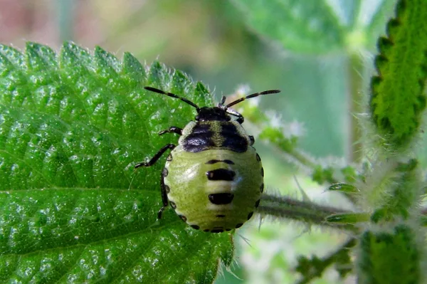Green Shieldbug (Palomena prasina) – Nymph seen in the plantation in July