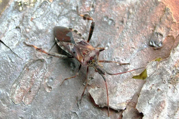 Western Conifer Seed Bug (Leptoglossus occidentalis) – Seen at the summer house in September