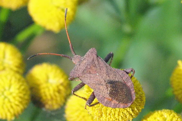 Dock Bug (Coreus marginatus) – Seen in the plantation in August on Tansy