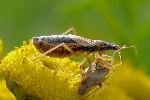 Damsel bug (Nabis flavomarginatus) – Seen on the dike in September with prey on Tansy