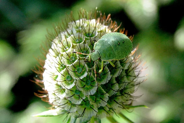 Green Shieldbug (Palomena prasina) – Nymph seen on the dike in July on Field Scabious