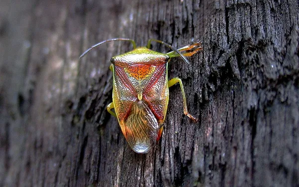 Birch Shieldbug (Elasmostethus interstinctus) – Seen at the summer house in April