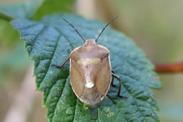 Shieldbug (Chlorochroa pinicola) – Seen in the plantation in October – Rare on Falster