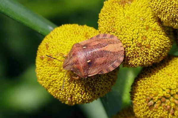 Tortoise bug (Eurygaster testudinaria) – Seen on the dike in August on Tansy