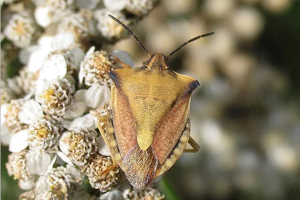 Shieldbug (Carpocoris fuscispinus) – On the dike in August on Yarrow – Rare in Denmark