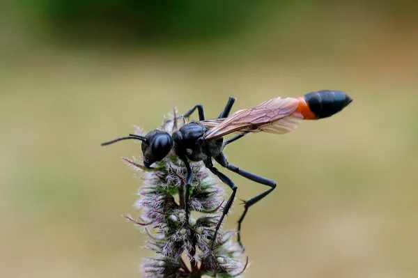Gemeine Sandwespe (Ammophila sabulosa) – Gesehen am Ferienhaus im August auf Minze