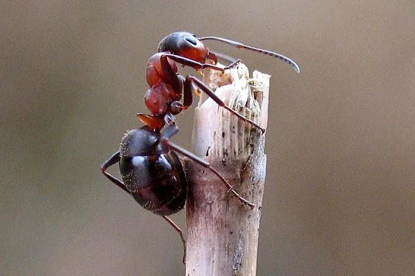 Rote Waldameise (Formica rufa) – Gesehen in der Plantage im April