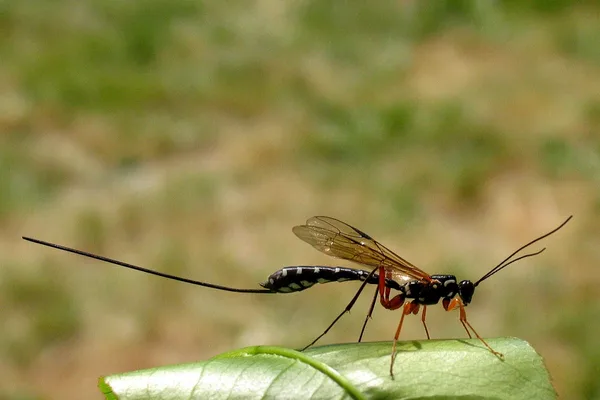 Riesenschlupfwespe (Rhyssa persuasoria) – Gesehen am Ferienhaus im Mai