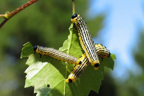 Bürstenhornblattwespe (Arge pullata) – Larven, gesehen in der Plantage im August auf Birke