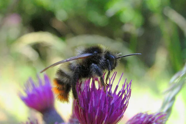 Rotschwarze Kuckuckshummel (Bombus Rupestris) – Gesehen in der Plantage im Juni auf Distel